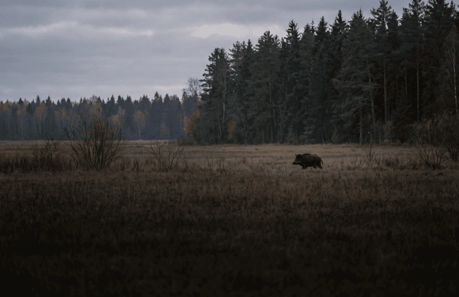 Дальность лазерного дальномера по зверю