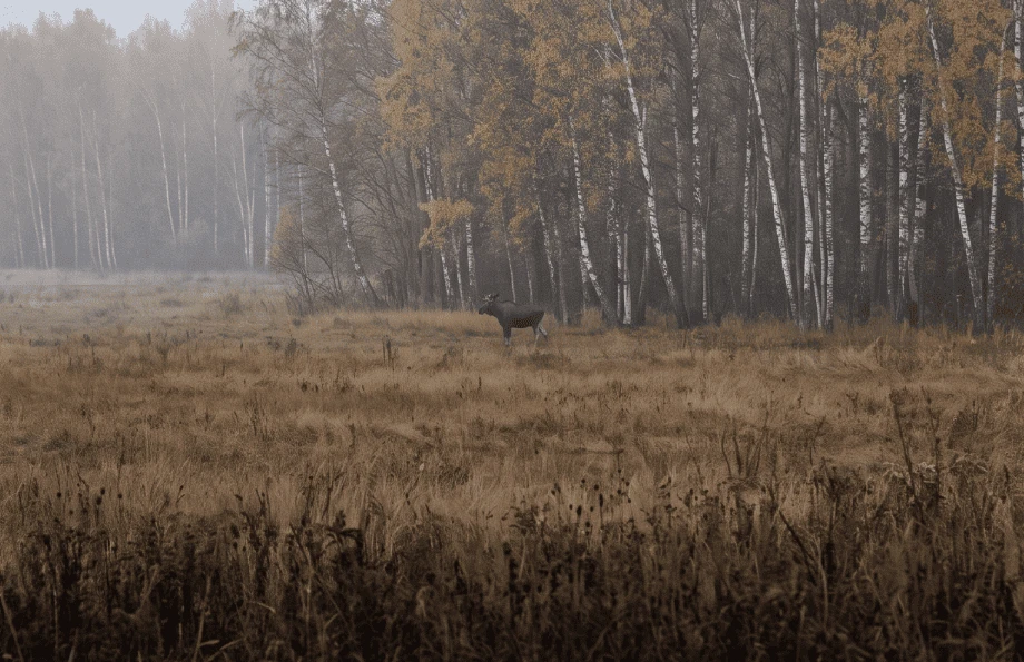Опознать зверя через магнифер